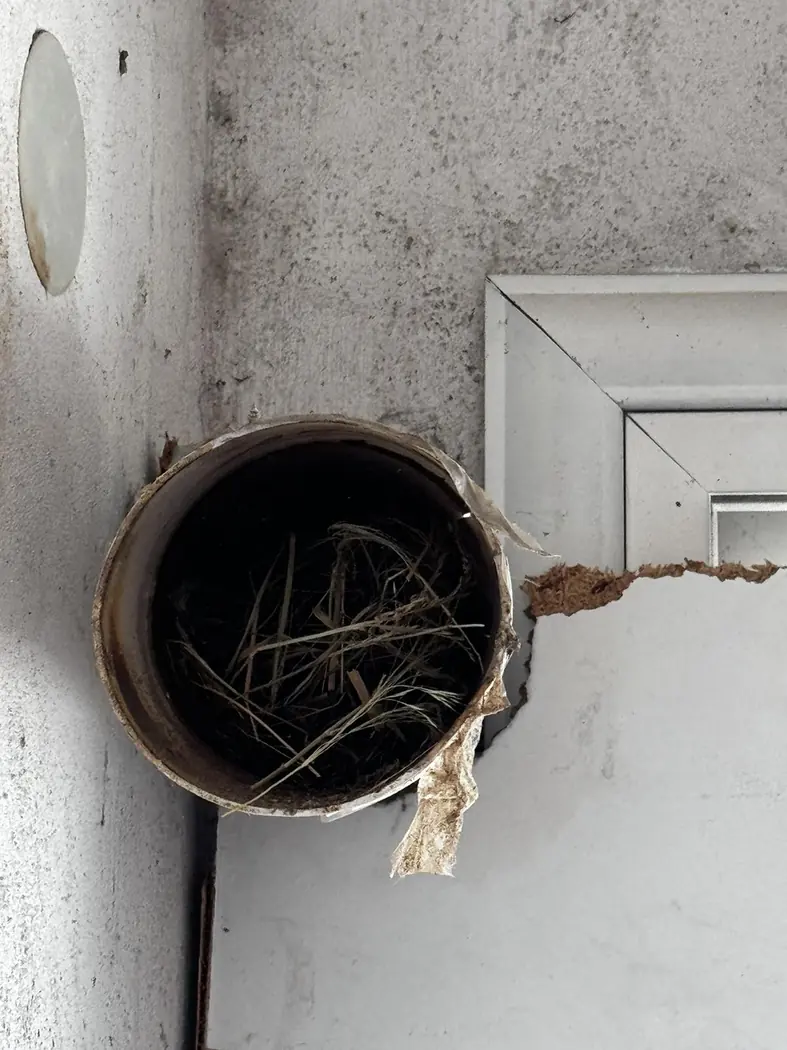 Ventilation pipe blocked by nesting material in a vacant Chalandri apartment